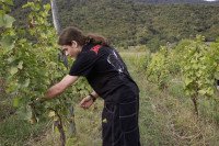 Zurab Kviriashvili Vineyards